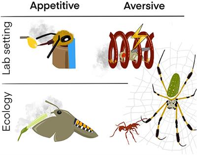 Fast Learners: One Trial Olfactory Learning in Insects